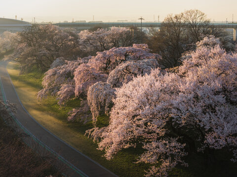 Aerial view of cherry blossoms in full bloom along the Kiso River, a ribbon of pink and white against the muted green and brown of the landscape, Ichinomiya, Aichi, Japan.