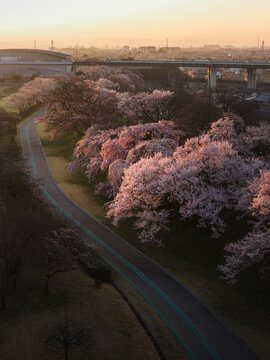 Aerial view of a winding road cutting through a vibrant canopy of cherry blossoms, with a bridge in the background, Ichinomiya, Aichi, Japan.