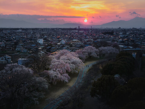Aerial view of cherry blossoms in full bloom line a path as the setting sun casts a warm glow over the cityscape, Kiso River Cherry Blossom, Ichinomiya, Aichi, Japan.