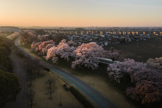 Aerial view of pink cherry blossoms line the Kiso River, contrasting with the soft morning light and distant cityscape, Ichinomiya, Aichi, Japan.