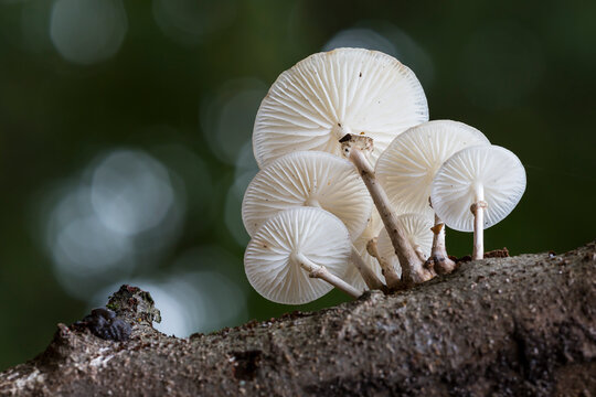 Porcelain fungus (Oudemansiella mucida) in the Netherlands