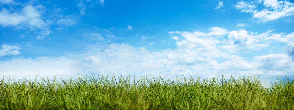 Fresh green grass background. Spring meadow with blue sky landscape banner. Nature field frame design layout. Ecology and environment wallpaper.