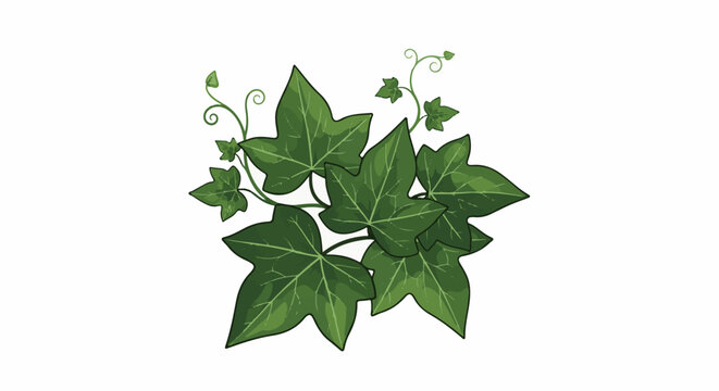 A cluster of vibrant green ivy leaves and delicate tendrils on a white background