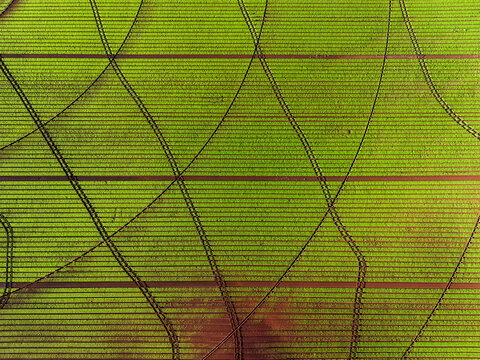 Aerial view of vibrant green crop rows with intersecting curved tractor tracks and brown soil patches in Devonport, Tasmania, Australia.