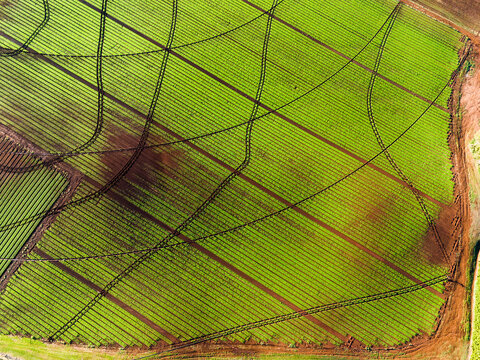 Aerial view of lush green crop rows with curved tractor tracks and brown soil patches in Devonport, Tasmania, Australia.