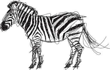Naklejka premium sketch of zebra with black and white stripes on white background, animal drawing art