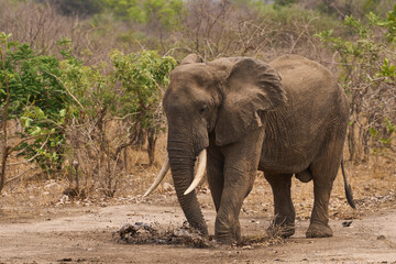 Fototapeta premium Large male African Elephant (Loxodonta africana) covering itself in mud from a rainwater pool in South Luangwa National Park, Zambia