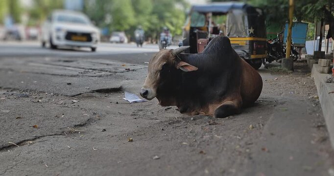 Calm Indian bull resting on the roadside in an outdoor city setting. A traditional street life moment showing a sacred animal in India