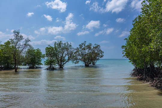 Mangrove forest at high tide, on the shores of Railay Beach, Railay, Kraby, southern Thailand. Blue sky overhead. 

