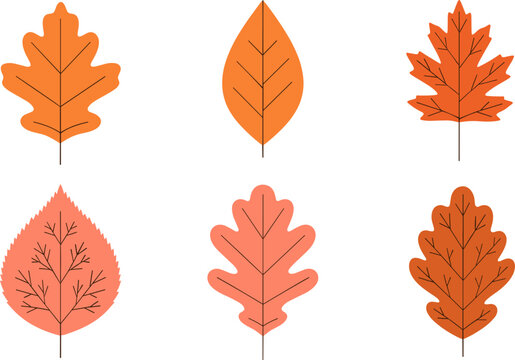 Autumn leaf vector collection with different tree leaves shapes in warm orange tones flat design seasonal nature elements isolated on white background