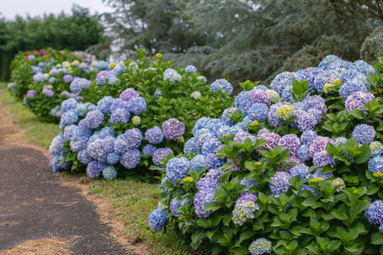 Garden path flanked by bigleaf hydrangea bushes with blue and purple flower clusters. Hydrangea macrophylla