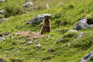Fototapeta premium Alpine marmot (Marmota marmota) in high mountains, Karwendel Mountains in Austria
