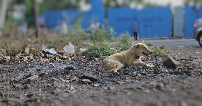 A stray dog resting peacefully on an Indian street, an outdoor candid scene