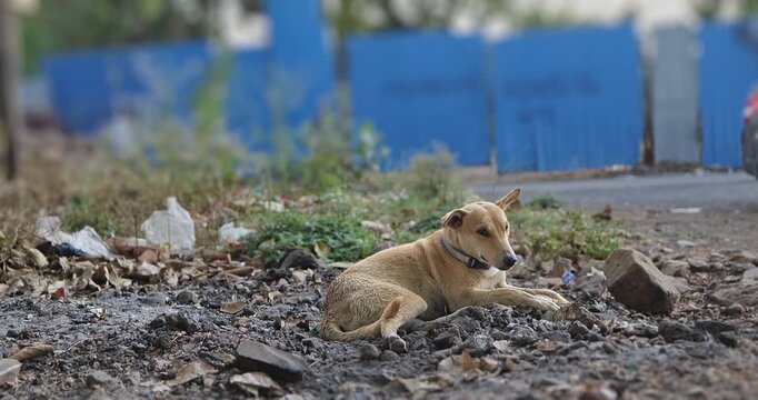 A stray dog resting peacefully on an Indian street, an outdoor candid scene