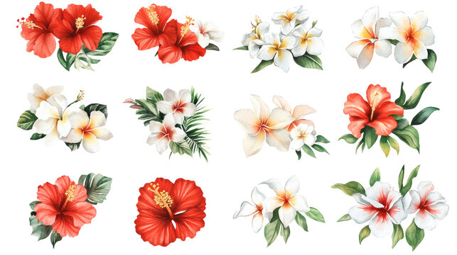 Assorted red and white hibiscus and plumeria flower arrangements on transparent background, watercolor style