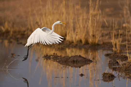 Great White Egret (Ardea alba) hunting fish from a rainwater pool in South Luangwa National Park, Zambia.