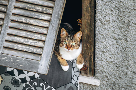 Cat looking out of a window in the old village of Apricale, Liguria, Italy