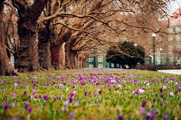 Kwitnące fioletowe krokusy na Jasnych Błoniach w Szczecinie, Polska © Grzegorz