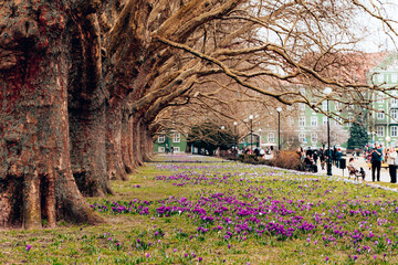 Kwitnące fioletowe krokusy na Jasnych Błoniach w Szczecinie, Polska © Grzegorz