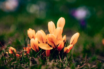 Kwitnące fioletowe krokusy na Jasnych Błoniach w Szczecinie, Polska © Grzegorz