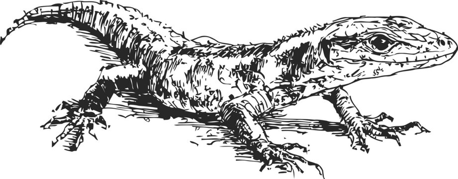 Detailed black and white illustration of a lizard with textured scales and sharp claws