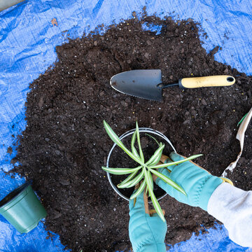 Gloved hands tamping fresh soil around the top of a spider plant. Repotting house plants.