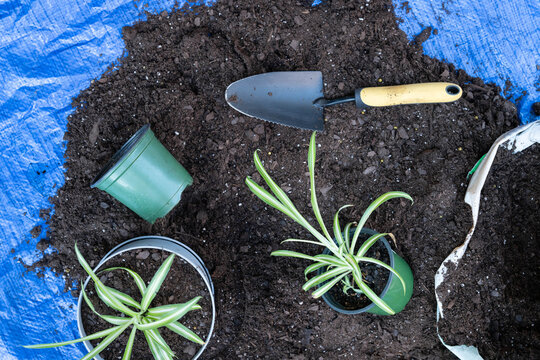 Repotting spider plants, chlorophytum, into larger containers with fresh potting soil.