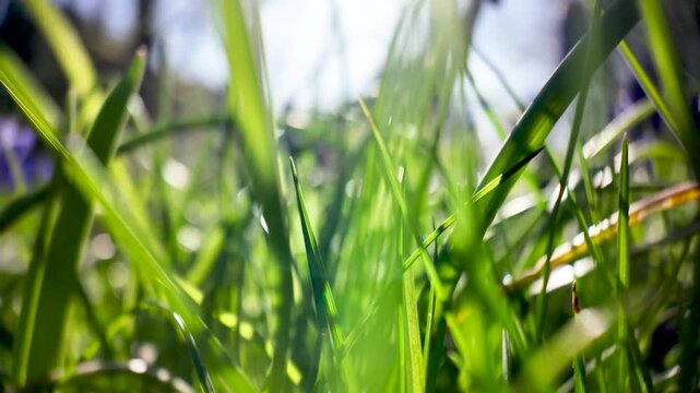 Green grass blades glowing brightly, capturing natural sunlight in a macro nature scene.Low angle, push forward