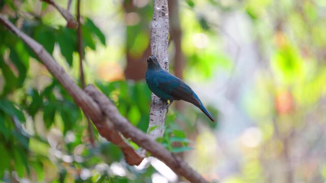 This Female fairy-bluebird is found in forests across tropical southern Asia A medium-sized bird with indigo body feathers, dark gray back and face, and red eyes