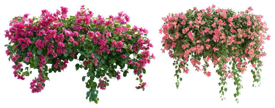PNG Vibrant cascading pink flowers on transparent background