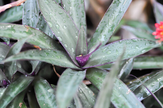 Boat lily, COMMELINACEAE or Moses in the cradle or Oyster Lily or Oyster Plant or Purple heart or Tradescantia spathacea Swartz or White flowered Tradescantia or purple and green plant