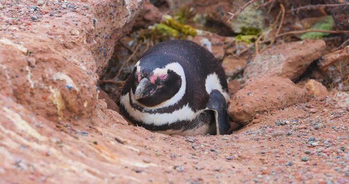 4K video; Magellanic penguin (Spheniscus magellanicus) breeding on nest in a rookery at the east coast of Argentina