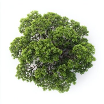 Lush green tree canopy top view, isolated foliage crown on white background, natural texture for design and ecology