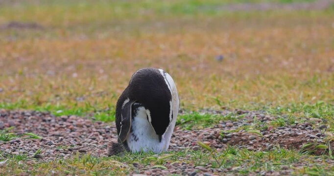 4K video; Magellanic penguin (Spheniscus magellanicus) preening its feathers in a rookery at the east coast of Argentina