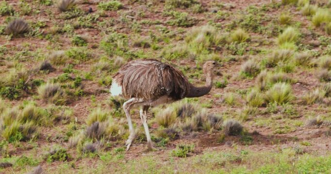 4K video; Darwin's Rhea (Rhea pennata) walking on the pampas in Patagonia, Argentina
