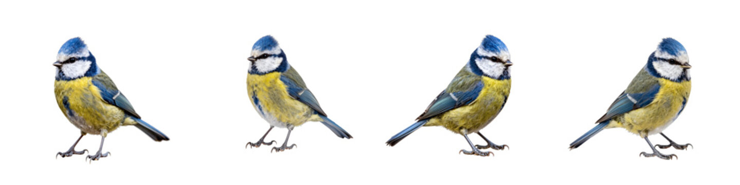 Four eurasian blue tits in a row isolated on black background in detailed close up shot