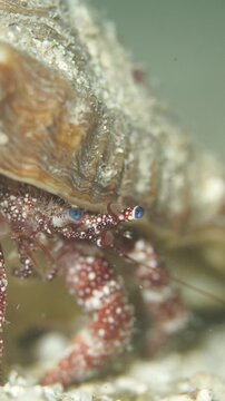Red hermit crab with blue eyes walking on the sandy ocean floor in a macro view