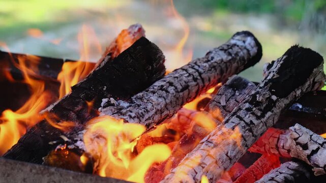 Burnt firewood logs in flame of metal brazier in green forest at picnic closeup. Hot fire and wood coal for meat and vegetables preparation in park