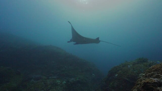 Majestic devil ray gliding through clear blue water over a coral reef in a tropical sea