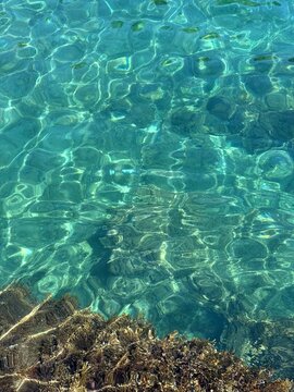 Sea algae in the crystal clear water.