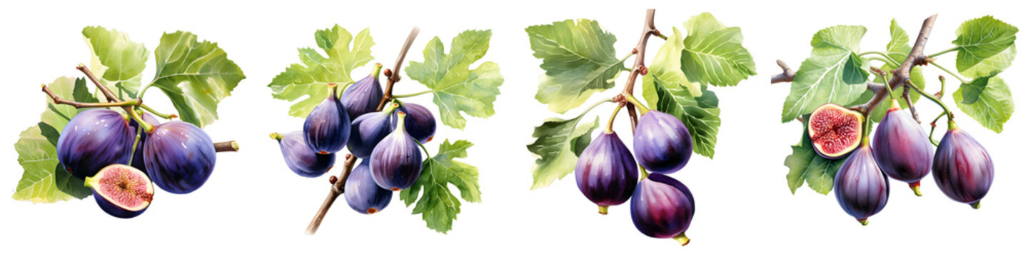 Fresh figs on branches with leaves create a visually appealing composition against black backdrop