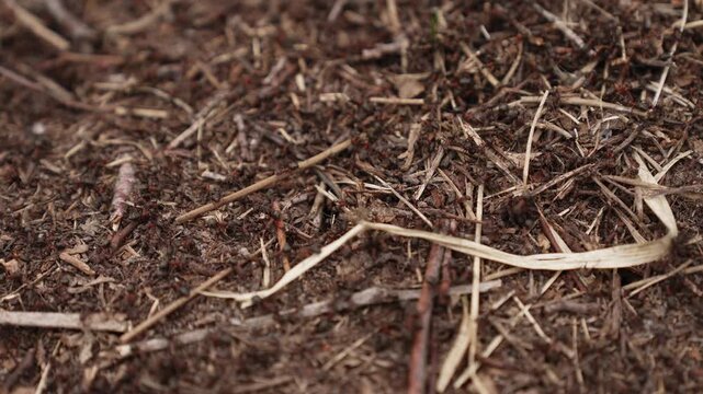 Close-up of busy ant hill with hundreds of red ants moving across forest floor. Macro view of anthill with soil, twigs and dry grass, natural insect activity in woodland