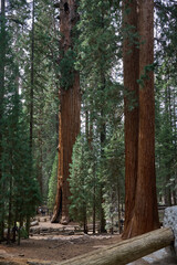 Fototapeta premium Sequoia National Park, California, USA - October 25, 2025 - Giant sequoia trees stand tall in a sun-dappled forest with a walking path