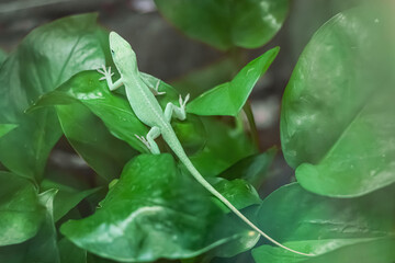 Naklejka premium Green lizard finding camouflage among large, vibrant green leaves in a natural environment, utilizing its adaptive coloring