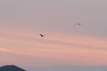Fototapeta premium 夕焼け空を飛ぶ鳥
