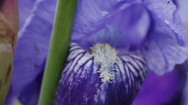 Macro view of purple iris flower petal showing white stamen and intricate texture in nature setting
