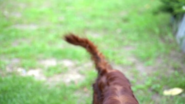 An Irish Setter chases a toy. The owner plays with the dog in the yard.