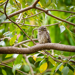 Fototapeta premium Adorable little owl on green tree branch bird photography