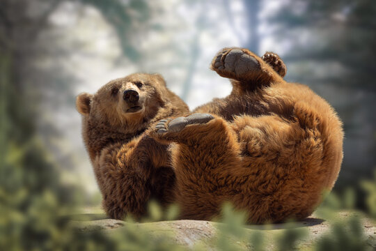 Grizzly Bear Playing on Its Back in a Natural Forest with a Playful Expression