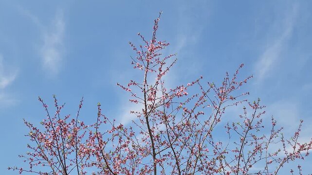 Peach tree blossoms (Prunus persica) display vibrant pink flowers clustered along dark, bare branches against a bright blue sky in early spring, creating a striking scene while playing a crucial role 